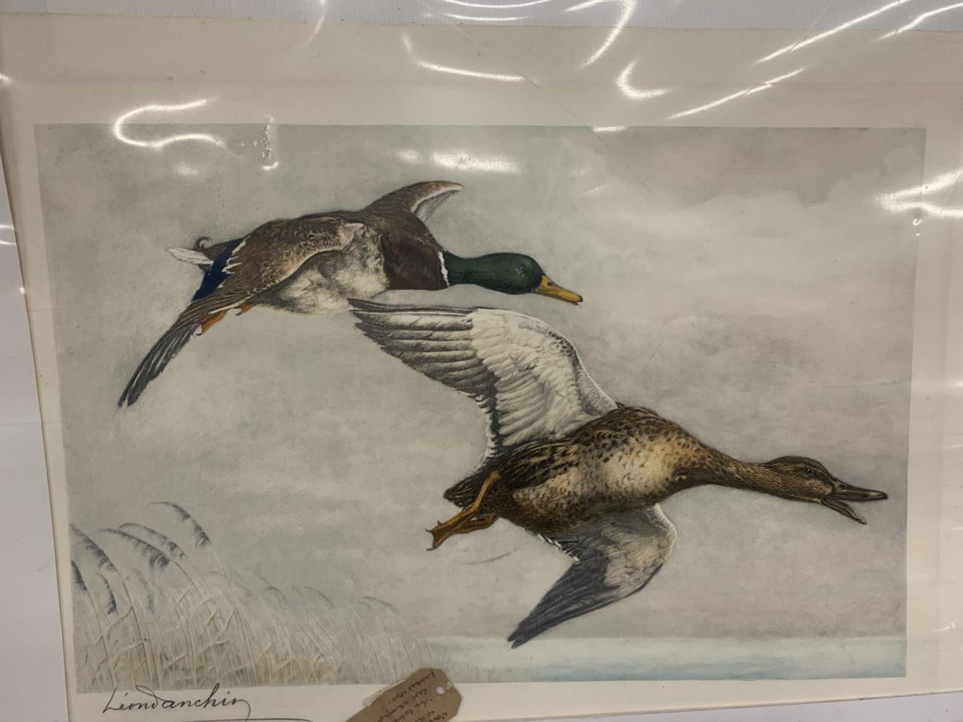 A LEON DANCHIN SIGNED LARGE PAIR OF MALLARDS IN FLIGHT - Image 2 of 3