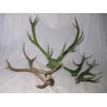 Three pairs of deer antlers