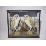 An Edwardian cased taxidermy of two barn owls (Tyto Alba) in naturalistic settings