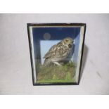 An Edwardian cased taxidermy of a little owl (Athene Noctua) with a green beetle in it's beak - in