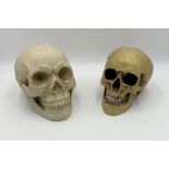 Two plastic replica skulls