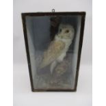 A cased Edwardian taxidermy of barn owl in a naturalistic setting with Oriental decoration to case