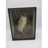 A cased Edwardian taxidermy of barn owl in a naturalistic setting