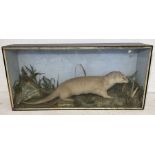 A cased Edwardian taxidermy of an otter in a naturalistic setting - length 114cm, height 55cm, depth