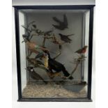 A cased Edwardian taxidermy of exotic birds in a naturalistic setting including a toucan, brown