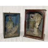 Two cased Edwardian taxidermy of green woodpeckers in a naturalistic setting