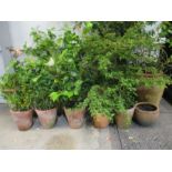 A quantity of various size terracotta pots, with various plants, including Star Jasmine, Kojo-No-