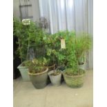 A quantity of various size garden pots, some glazed, with various plants including Hydrangea, Pink