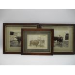 Three antique photographs of a prize bullock and two others