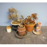 A quantity of various garden pots, including some glazed, some terracotta etc.