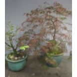 Two Acer plants in large pots