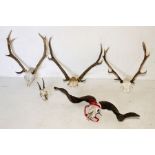 Three pairs of deer antlers, ram scull and horns and roe deer scull