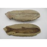 A fossil fish with a positive casting of the same specimen. 28cm x 10cm