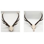 Two pairs of Deer antlers - 10 point and 8 point