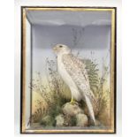A turn of the century cased taxidermy Gyr Falcon (Falco Rusticolus) in naturalistic setting