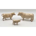 A set of Beswick Charolais cattle including bull model no. 2463A, cow model no. 3075A and calf model