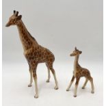 A large Beswick model of a giraffe along with a smaller calf