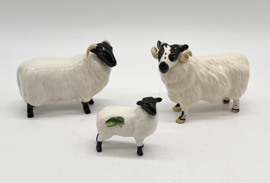 A collection of five Beswick Black Faced sheep including a matt ram and lamb along with three others - Image 2 of 8