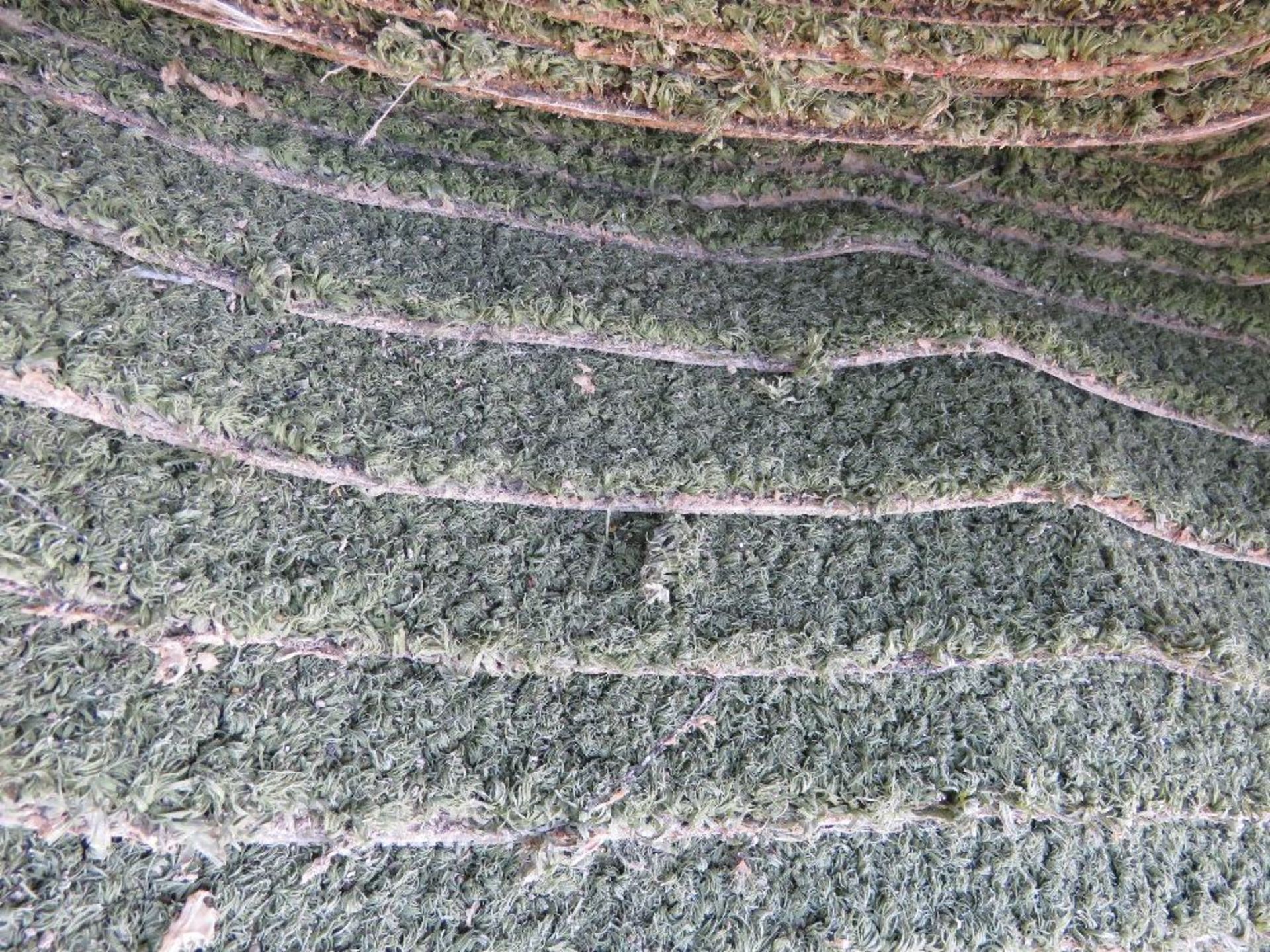 LARGE ROLL OF PRE USED ASTRO TURF MATTING 13FT WIDE APPROX. - Image 3 of 3