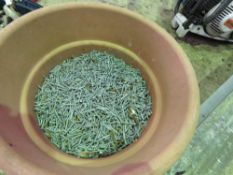 BUCKET OF GALVANISED BATTEN NAILS. THIS LOT IS SOLD UNDER THE AUCTIONEERS MARGIN SCHEME, THEREFOR