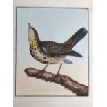 William Lewin. British 1747-1795. Song thrush original illustration from the first edition of