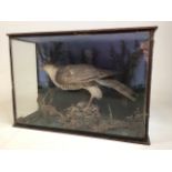 Taxidermy - a late 19th or early 20th Century case of a sparrow hawk in naturalistic setting. W:48cm