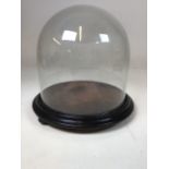 A Victorian circular glass dome on a wooden base with a bun foot. NB Dome does not fit into the