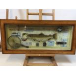 Fishing interest. A framed and glazed Diorama of a fish and fishing accessories W:75cm x D:5cm x H: