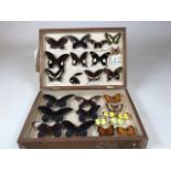 A pine Lepidopterists Case displaying a collection of butterflies including the banded