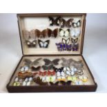 A pine Lepidopterists case displaying a collection of butterflies