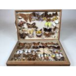 A pine Lepidopterists case displaying butterflies including Atacus Atlas, the common palm fly and