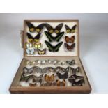 A pine Lepidopterists case of butterflies including the Rajah Brooke Birdwing, The Wandered, the