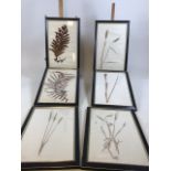 Six later framed pressed botanical samples of grasses and fern signed and dated in pencil 1847 Kew