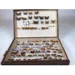 A pine Lepidopterists case displaying a collection of butterflies