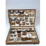A pine Lepidopterists Case displaying a collection of butterflies and moths including The Great