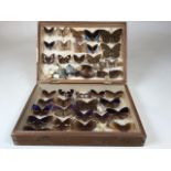 A pine Lepidopterists case displaying a collection of butterflies including the blue spotted crow,