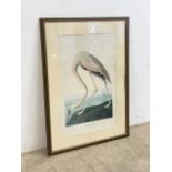 Large framed print of a 19th century engraving. A study of the American Flamingo, drawn by J.J