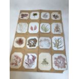 An early 20th century fold out sheet of individually pressed varieties of sea weed - sixteen in