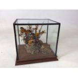 A square glass taxidermy case with a butterfly on log with dried flowers W:29cm x D:24cm x H:26cm