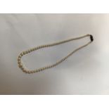 A single string of cultured pearls. 42cm to edge of clasp