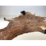 An antelope pelt - in form of a rug. W:112cm x H:180cm