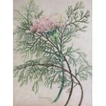 A botanical watercolour study of a carnation with foliage, signed E.A. Brooman 1979. W:28cm x H:
