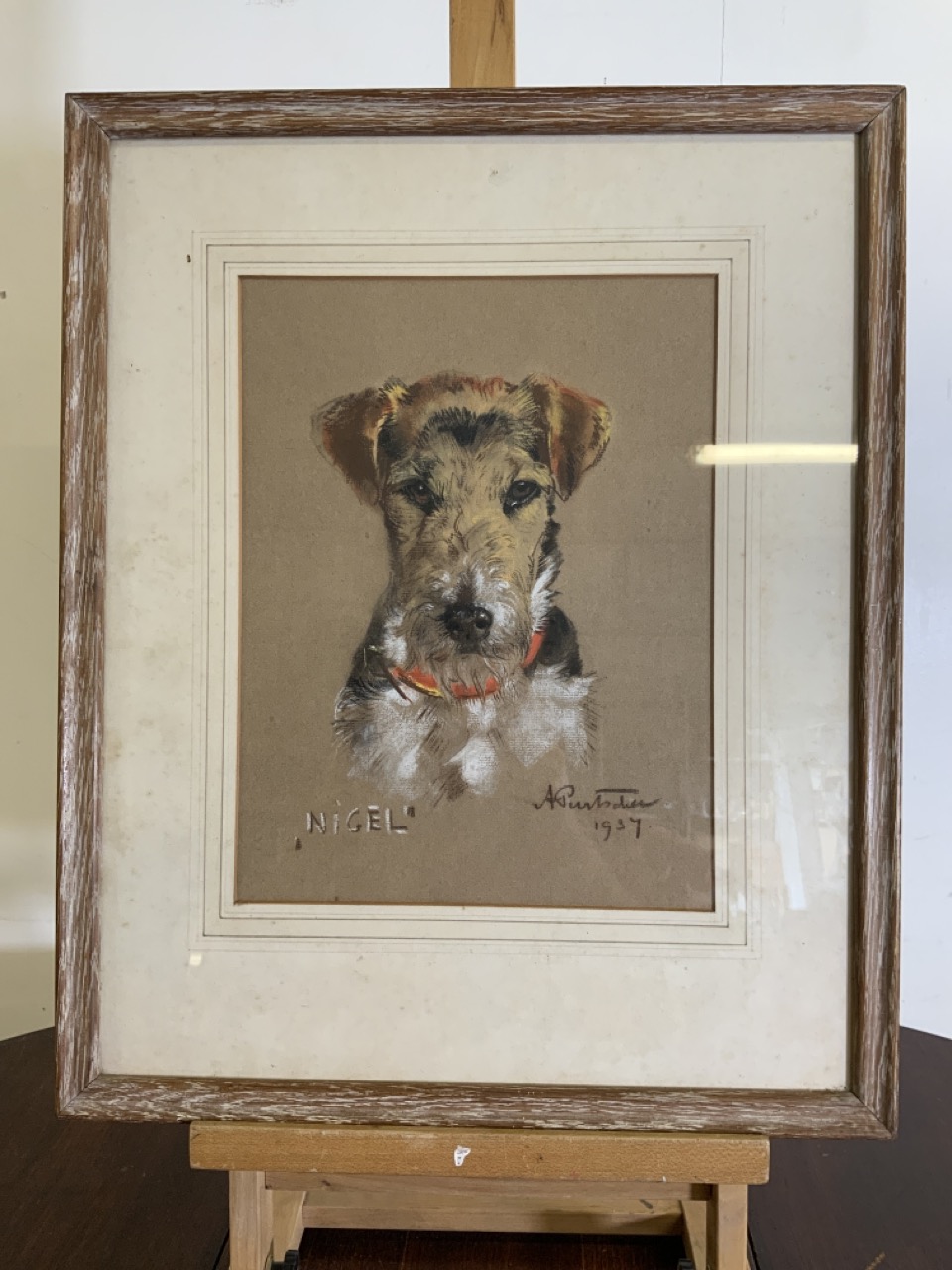 A mid century Pastel portrait of a terrier called Nigel. W:25cm x H:30cm
