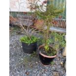 Established garden shrubs.