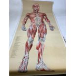 An large anatomy of man German museum poster. Showing the full body muscular system. Approximately