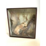 A taxidermy Red Squirrel in wooden and glazed show case with natural environment. W:29cm x H:31cm