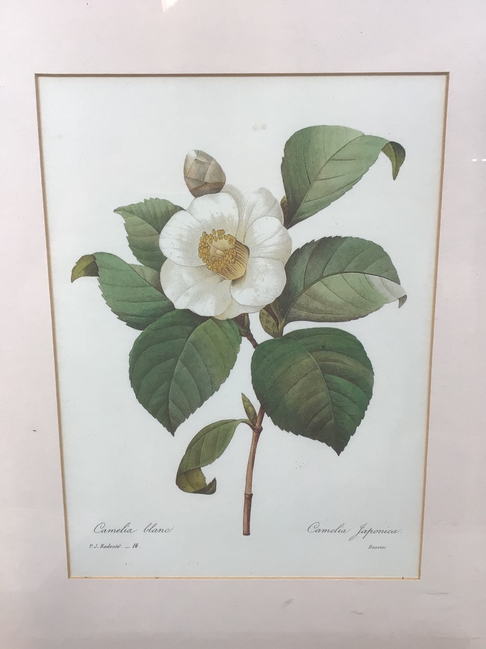 4 framed prints of Pierre-Joseph Redoute (1759-1840) stipple engravings of flowers. Good - Bild 8 aus 9