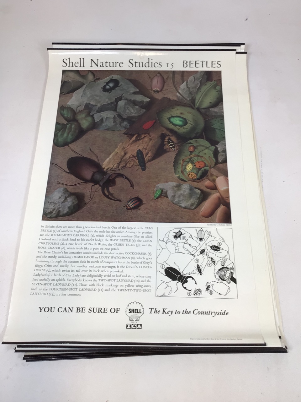 Shell Nature Studies vintage mid century Educational wildlife posters, printed by Henry Stone & Son. - Image 12 of 14