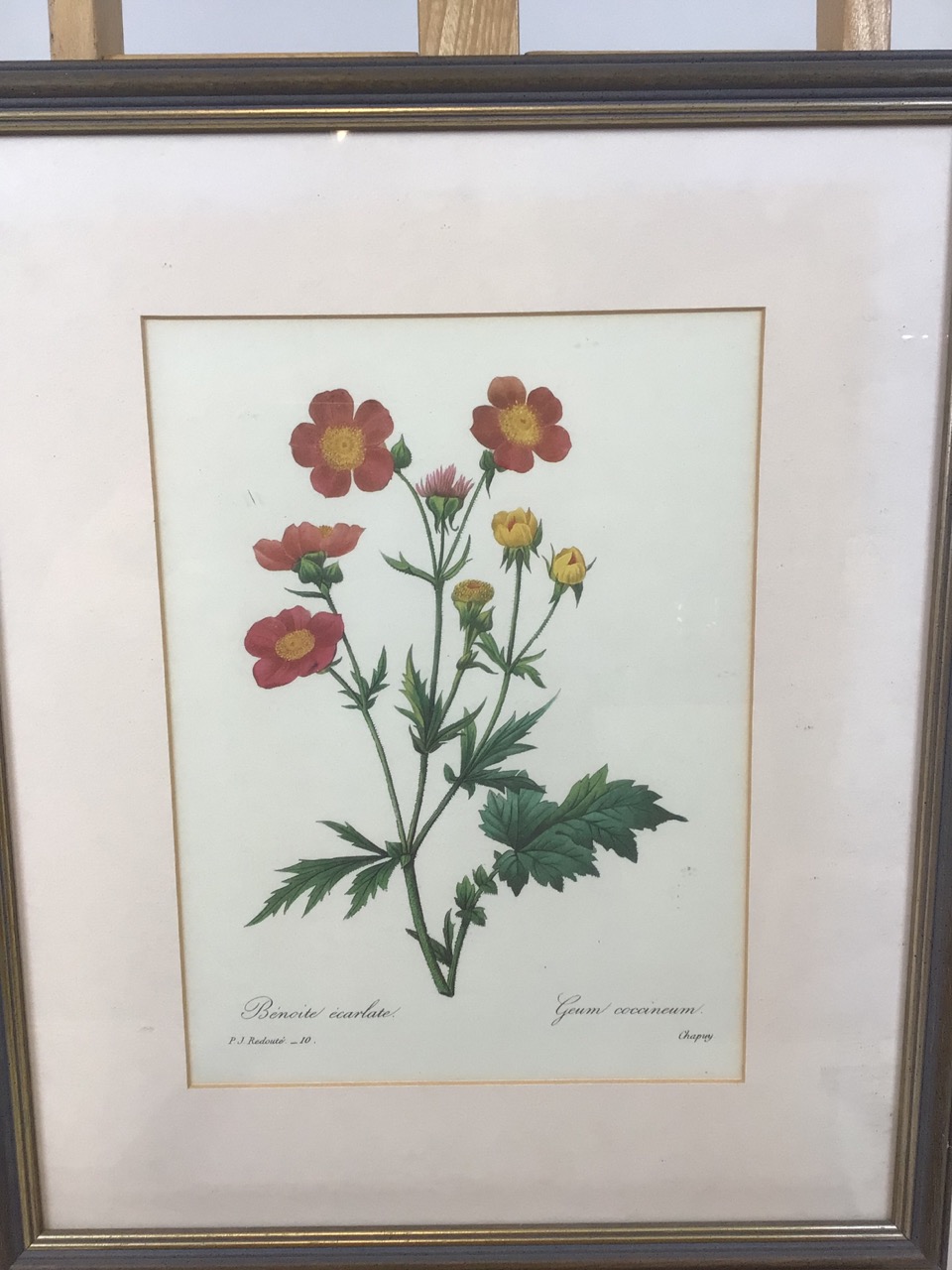 4 framed prints of Pierre-Joseph Redoute (1759-1840) stipple engravings of flowers. Good - Bild 6 aus 9