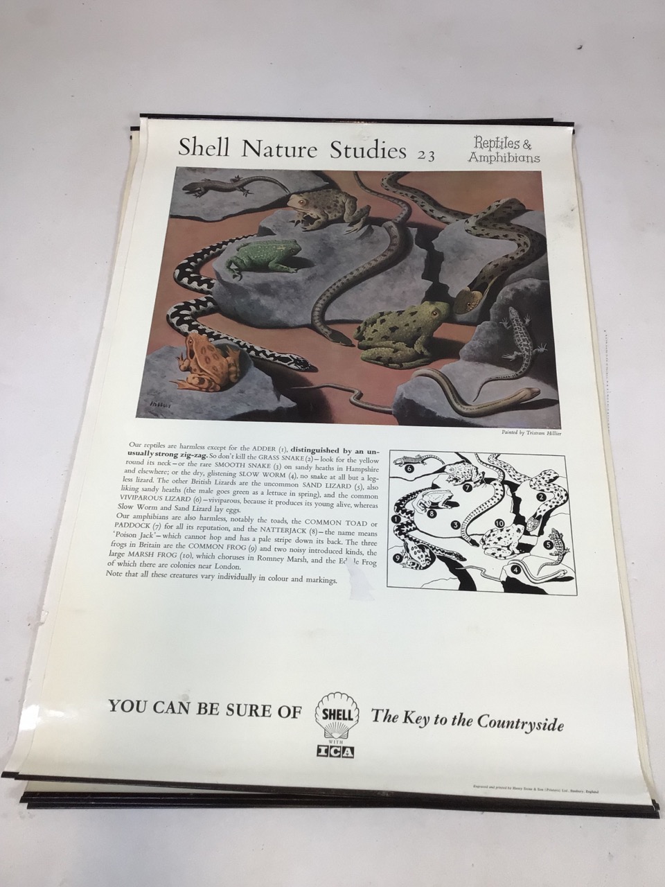 Shell Nature Studies vintage mid century Educational wildlife posters, printed by Henry Stone & Son. - Image 6 of 14